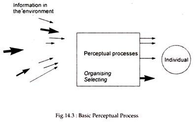 Basic Perceptional Process